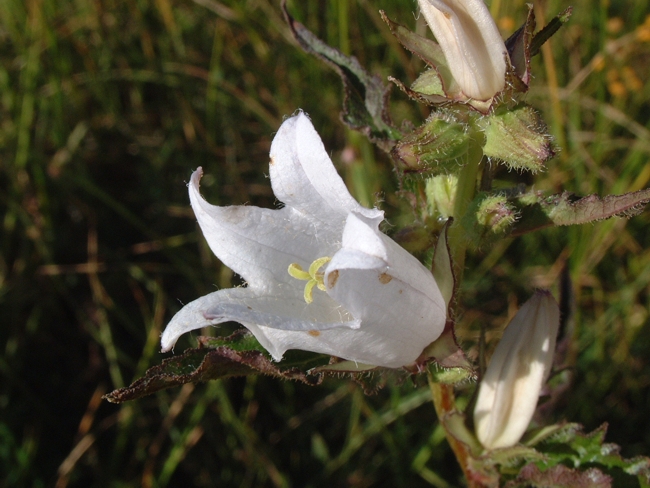 Campanula trachelium bianca / Campanula selvatica bianca